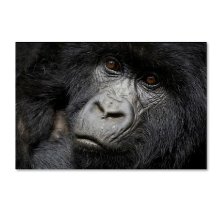 Robert Harding Picture Library 'Gorillas' Canvas Art,22x32